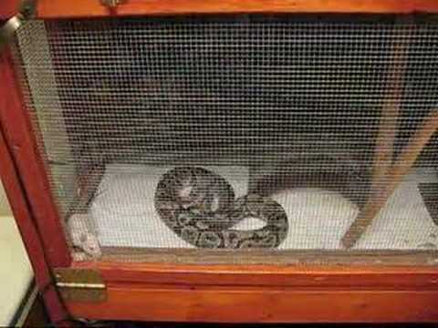 Ball Python Biting and Constricting a Rat