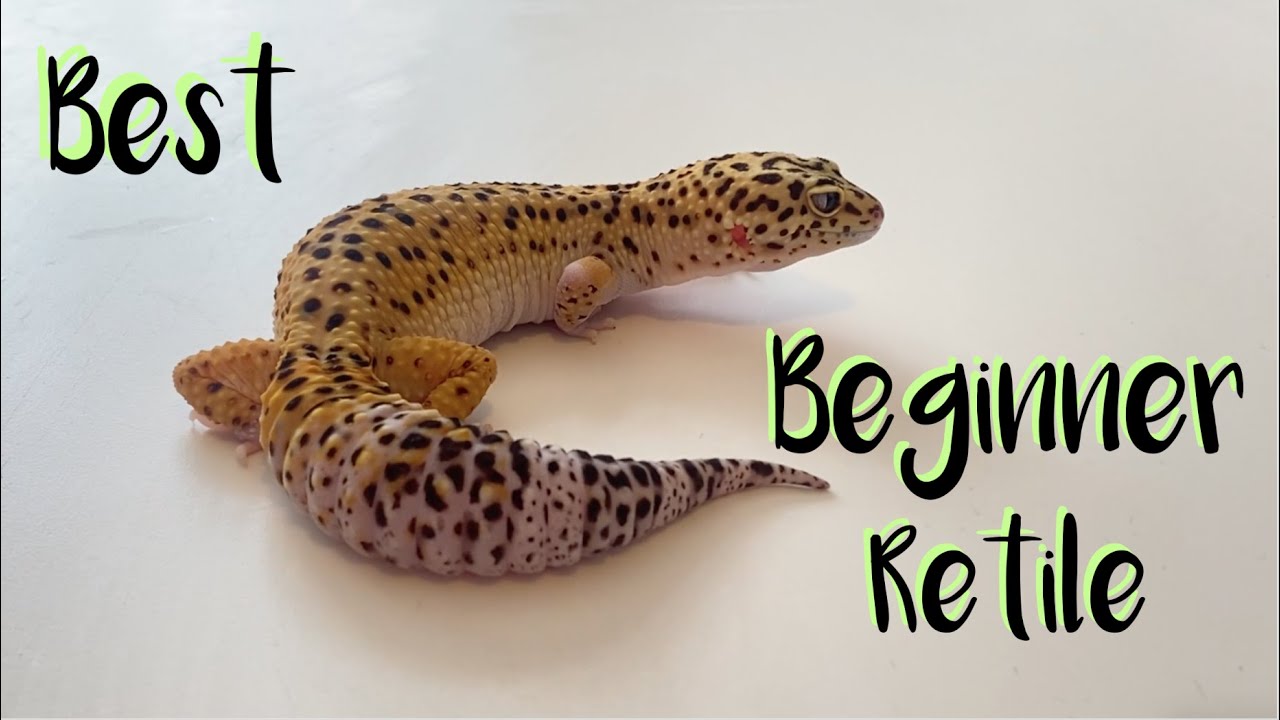 Why Leopard Geckos make a good starter pet / Best Beginner reptile