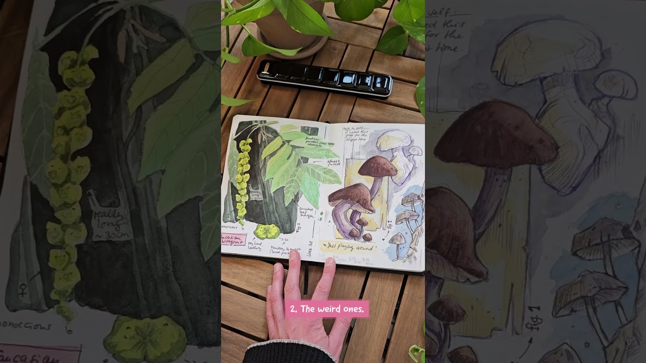 The types of pages in my nature journal :). 