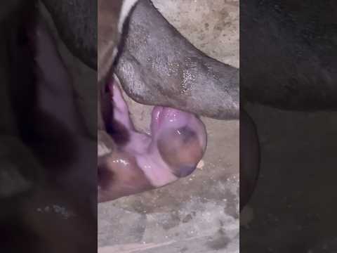 Pitbull give a new baby