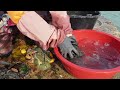 Korean Food - Flatfish  Fish Pohang Seafood Korea