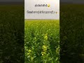 jamindar kisan @arpulvermafitness #trending #virlshort#farming
