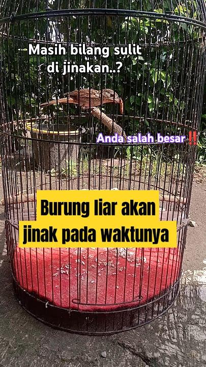 ™🟠 Cara Menjinakkan Pentet Macan #kicaumania #burung #birds #burungkicau #gacor #tegal