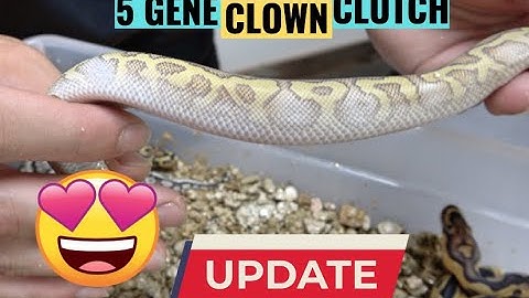 Too Many Clowns! Ball Python Clutch Update!