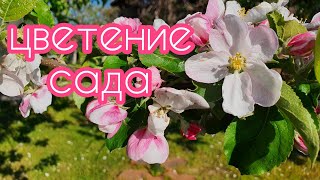 На даче всё цветёт и поют птицы !#дача#цветутдеревья#поютптицы#весна