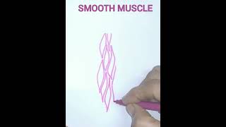 How to draw smooth muscle easily