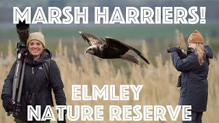 MARSH HARRIERS! A windy wander round Elmley Nature Reserve