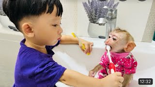 Baby Roma brushes monkey Dianas teeth when mom is away