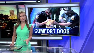 Comfort dogs deployed to help California firefighters on the front lines