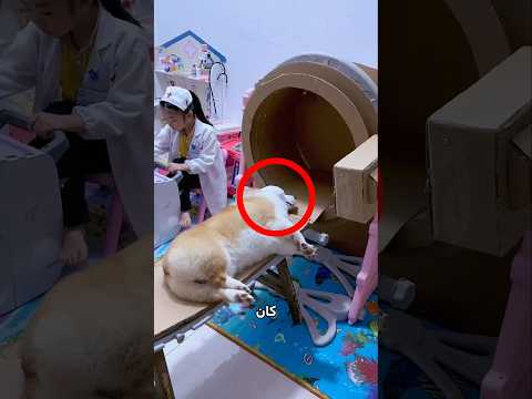 الكلب يتظاهر بالمرض