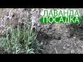 ЛАВАНДА | ПОСАДКА | СЕКРЕТЫ ПОВТОРНОГО ЦВЕТЕНИЯ