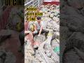 PETERNAKAN BUAYA CINA! #PeternakanBuaya #BuayaCina #TeknologiPeternakan