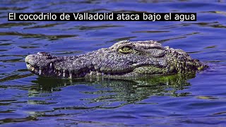 El cocodrilo de Valladolid no ataca de nuevo