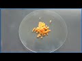 Catalysts and Hydrogen Peroxide Decomposition