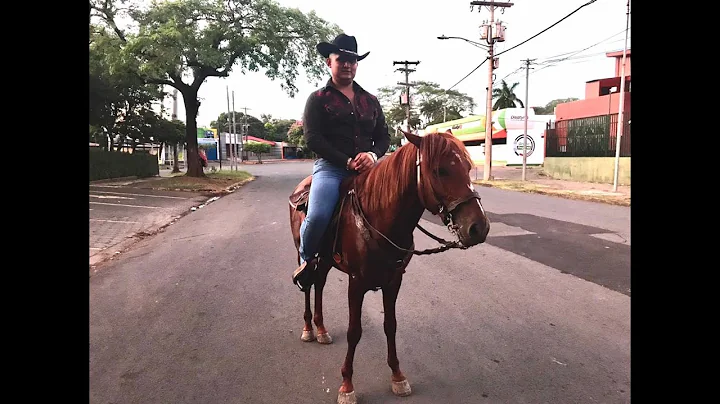 XV NESTOR