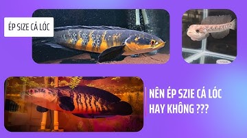 ÉP SIZE CÁ LÓC LÀ GÌ? || ÉP SIZE CÁ LÓC CÓ MAU LÊN MÀU LÊN VẢY KHÔNG?