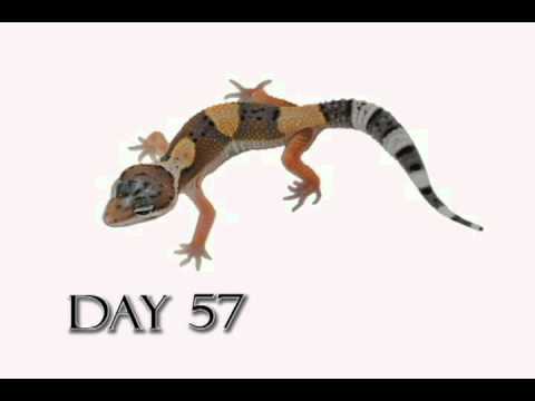 Leopard Gecko Age Chart