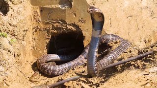 Venomous Cobra Snake Rescue From Village Area