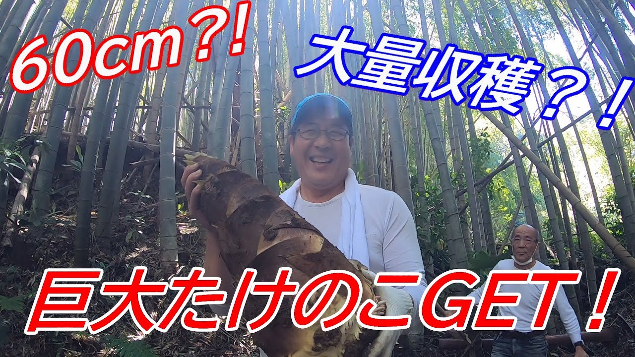 最大60cm?!】筍掘りに行ってきました！！ - YouTube