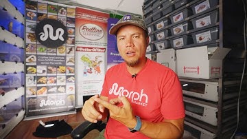 This thing with MorphMarket..  is it worth it??