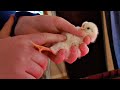 How many chicks can fit in your living room?  THE&#39;RE SO FLUFFY!