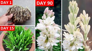 How To GROW Tuberose/Rajnigandha RIGHT Way at RIGHT Time?