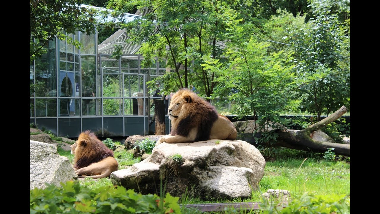 Большой зоопарк видео. Зоопарк Хеллабрунн в Мюнхене. Зоопарк в Мюнхене фото. Львы Мюнхенский зоопарк. Животные зоопарка Мюнхена.