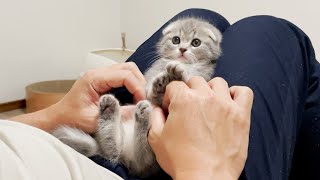 The kitten is stuck on his lap ... Scottish Fold Lulu