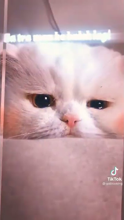 Story WA 30 detik kucing Sedih 😿🙀