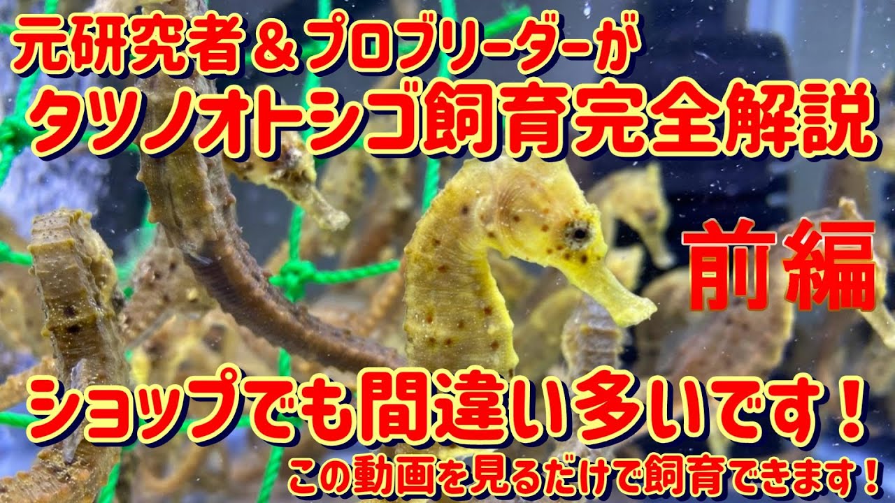 タツノオトシゴ2匹 幸運の象徴をお手元に！「干支アニア辰（タツノオトシゴ）」が登場