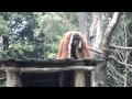Das Orang Utan Gehege im Dortmunder Zoo