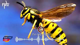 Wasp sound effect free | wasp sound no copyright | free sound effect | free music vander. screenshot 2