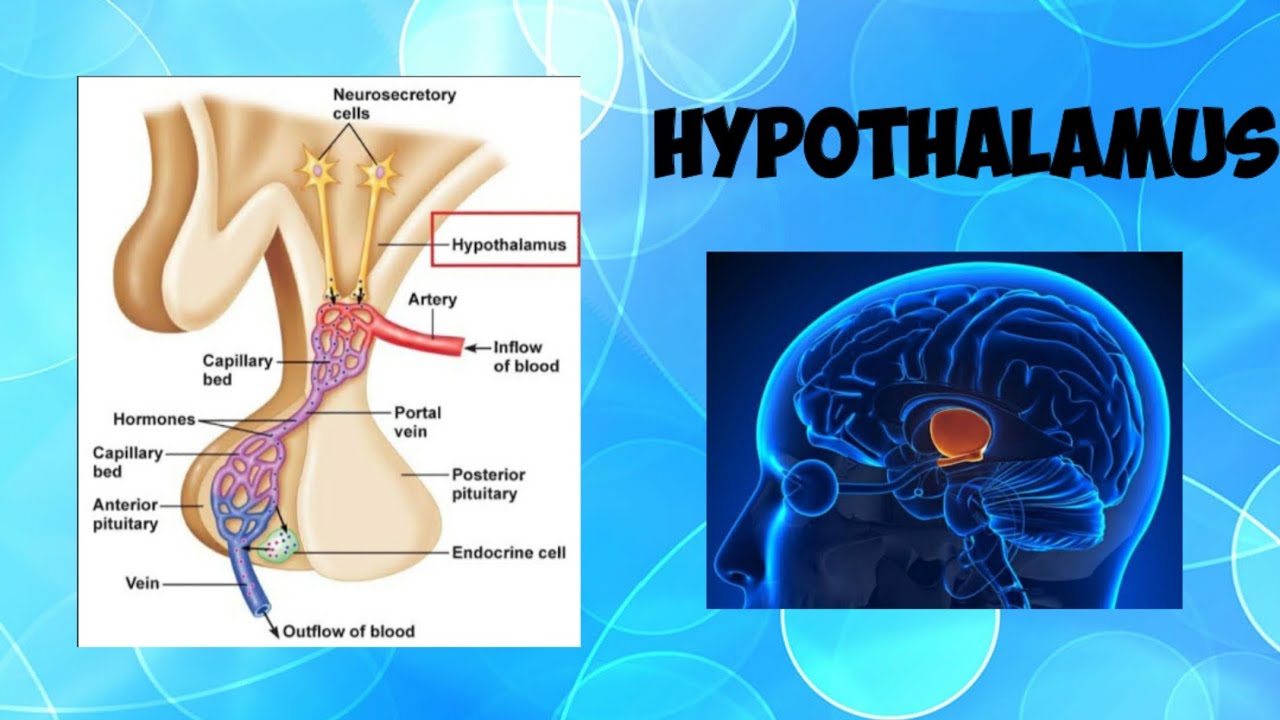 HYPOTHALAMUS - YouTube