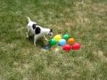 DOG vs. WATER BALLOONS