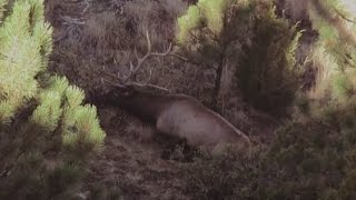Montana Giant