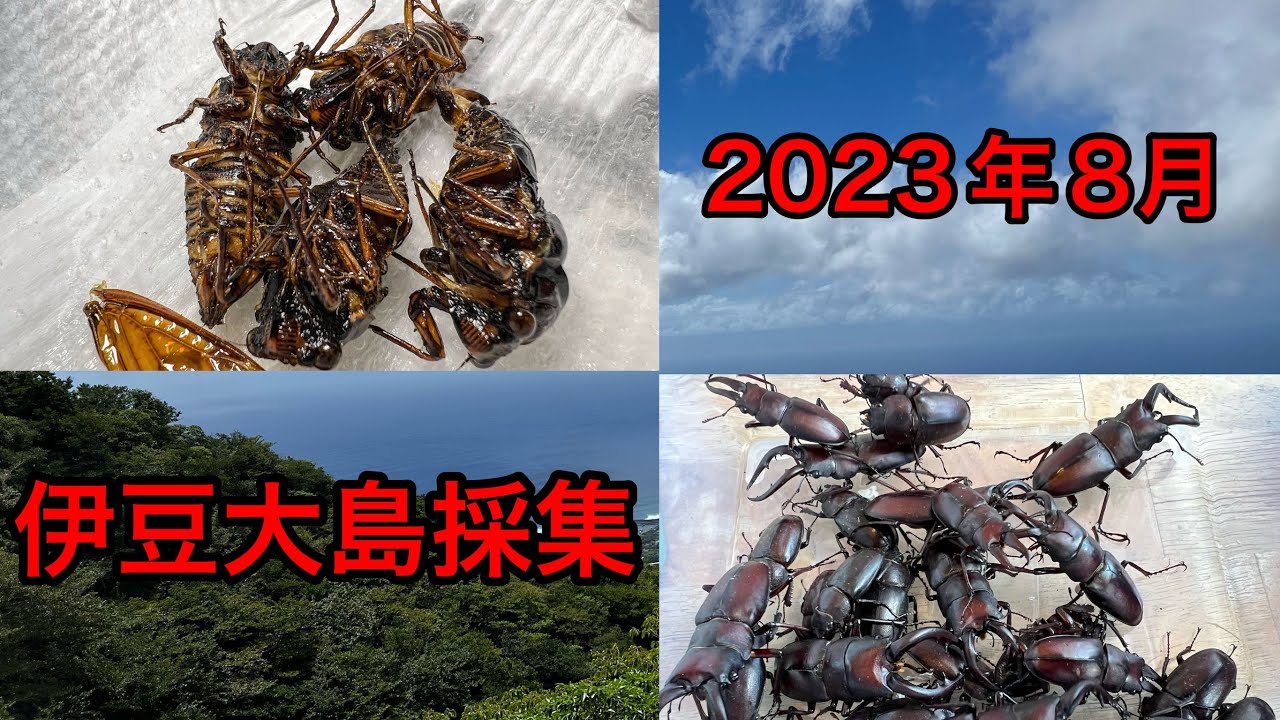 リベンジ！伊豆大島で特大ノコギリとミヤマクワガタを採集しに行った結果