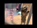 Brussels Griffon mix - Bringing our Puppy Home!|ブリュッセルグリフォンmixがお家にやって来た!