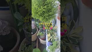 삽목이가 꽃펴 아게라텀,패랭이 #이미자 모정