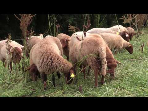 Vidéo: Je travaille avec des animaux: la vie d'un éleveur de moutons