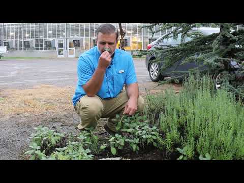 Video: Typy rastlín šalvie: Informácie o pestovaní a starostlivosti o rastliny šalvie