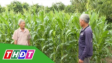 Nông dân vùng Cù lao Tây liên kết trồng bắp ngọt | THDT