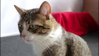 Cat Flehmen Response