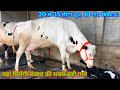 20 से 35 लीटर दूध, 10 गाय, 60000 से दाम। Hussain Dairy Farm, Barnala, Punjab