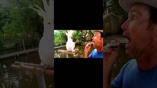 bird went from pop to heavy metal in one beat😂 #music #harmonica #cockatoo #onemanband