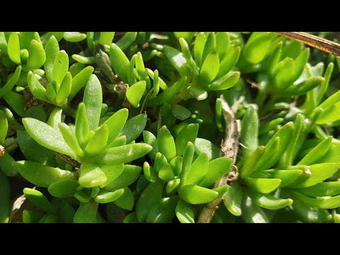 FilipinaKoreana harvests and eats succulent 돌나물(Dol-namul)