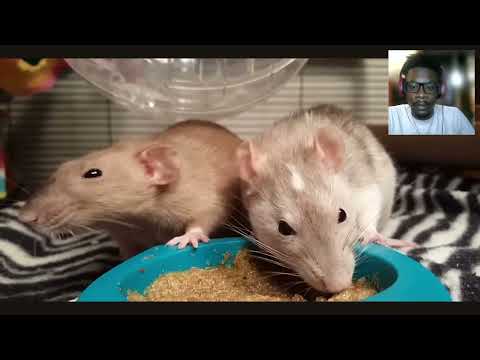 Rats have a slap fight | Mr. Reacts