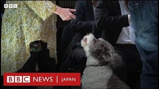 デンマークのクラシック音楽祭の演奏に犬が参加　モーツァルトの父親の作品