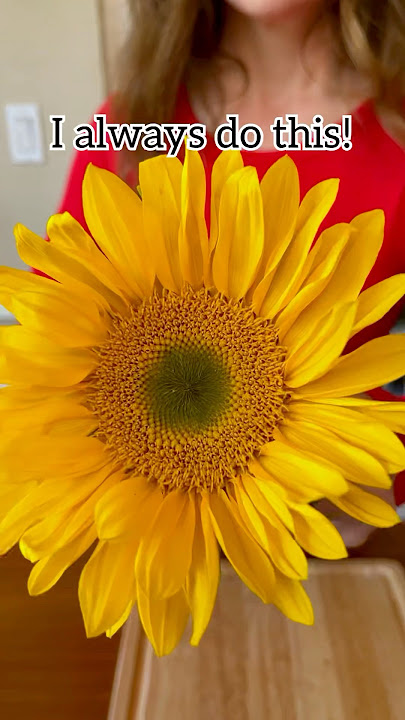 Download lagu How to make your sunflowers last longer! #tips #flowers #hacks #spring