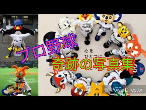 プロ野球  奇跡の写真集w