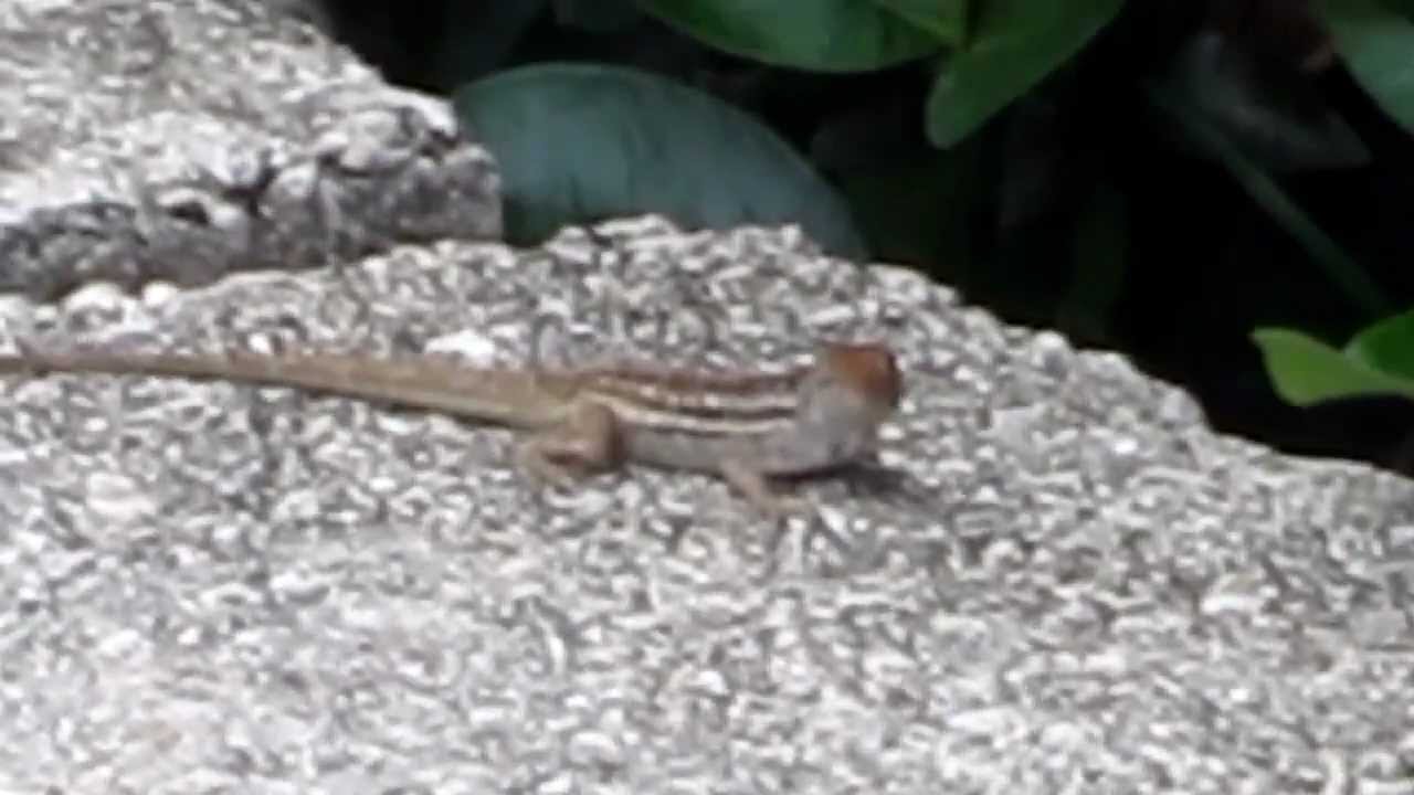 Lizard Feeding.MOV YouTube